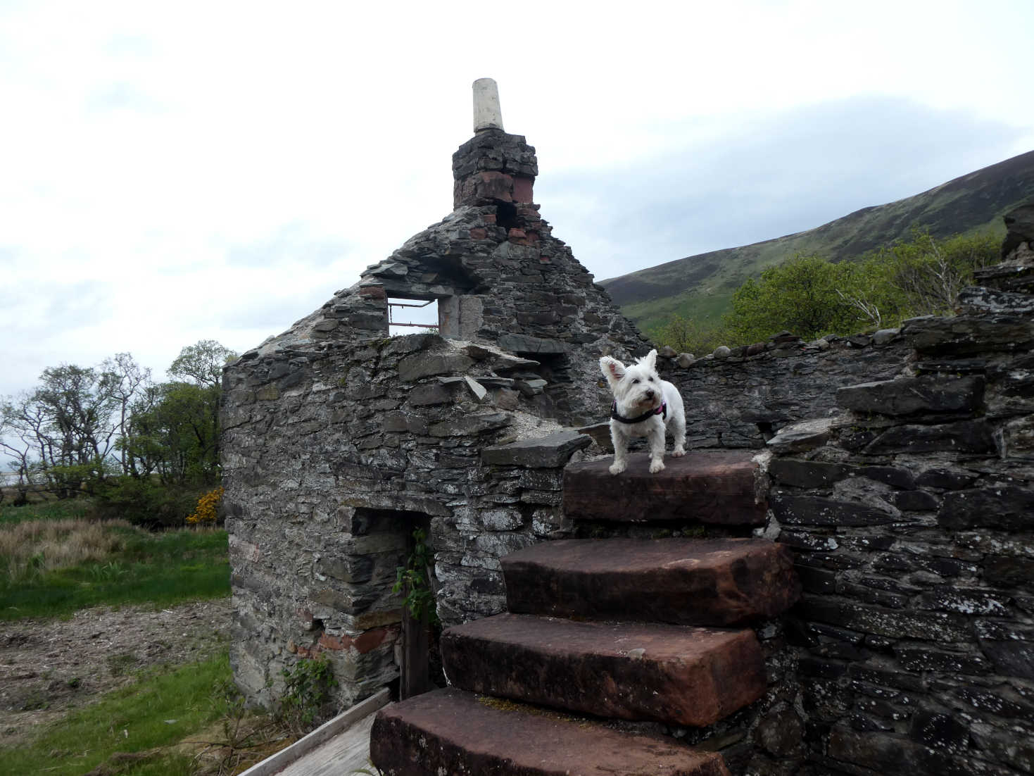 poppy the westie exploring an old house