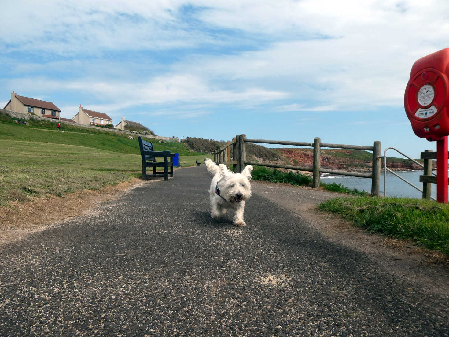 poppy the westie goes to crail