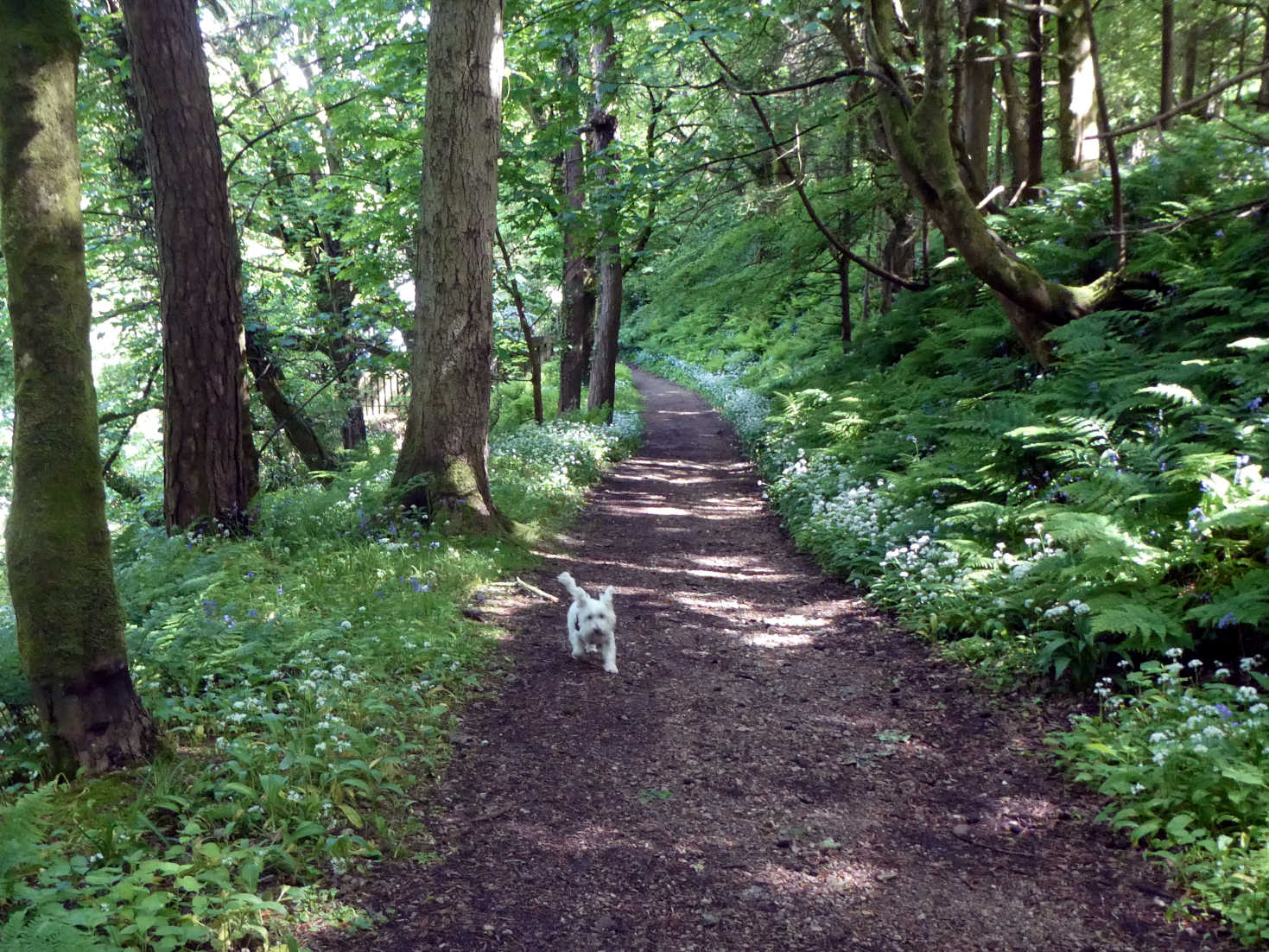 poppy the westie going to lagg beach