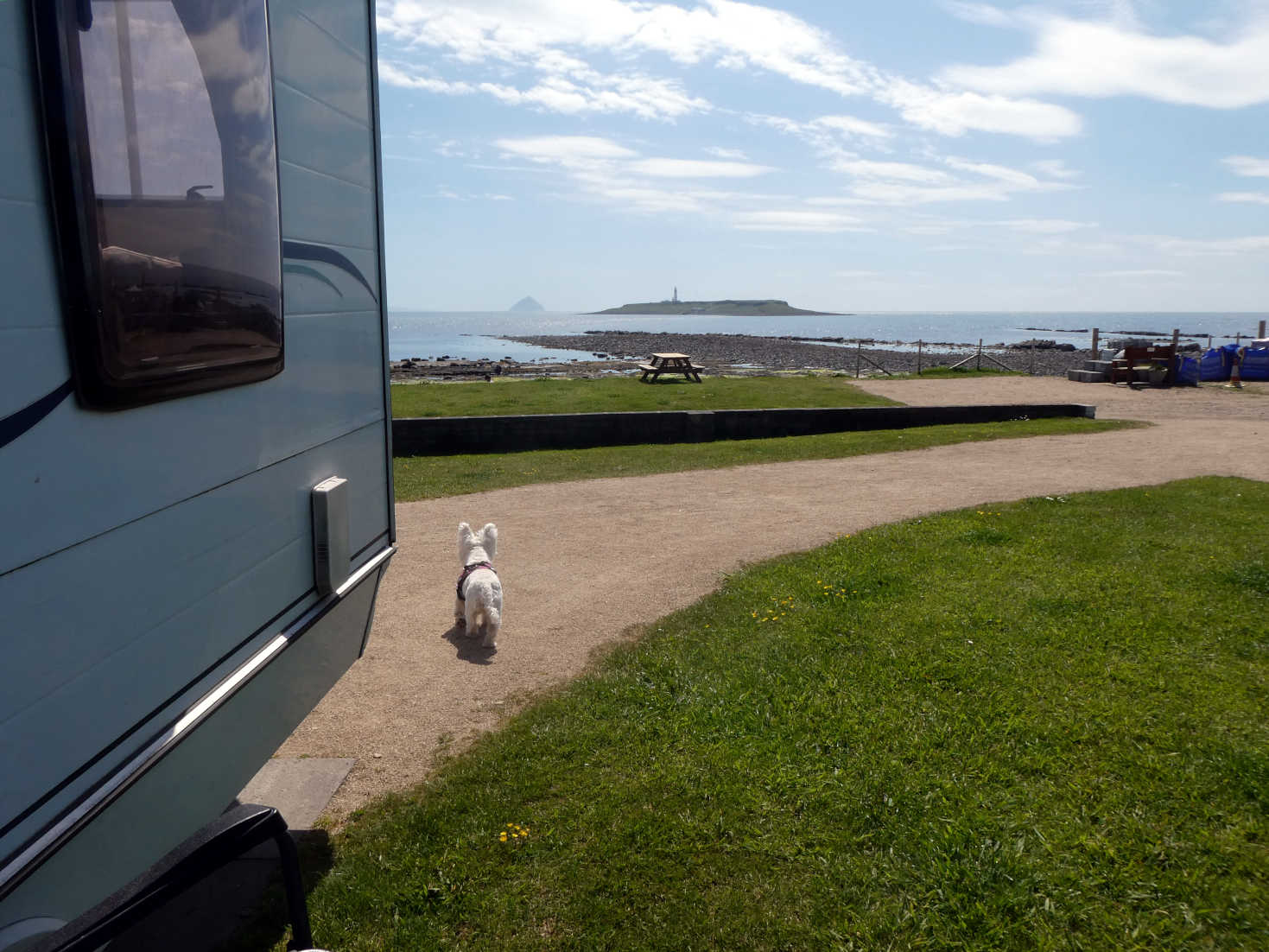 poppy the westie guarding our pitch at Kildonan