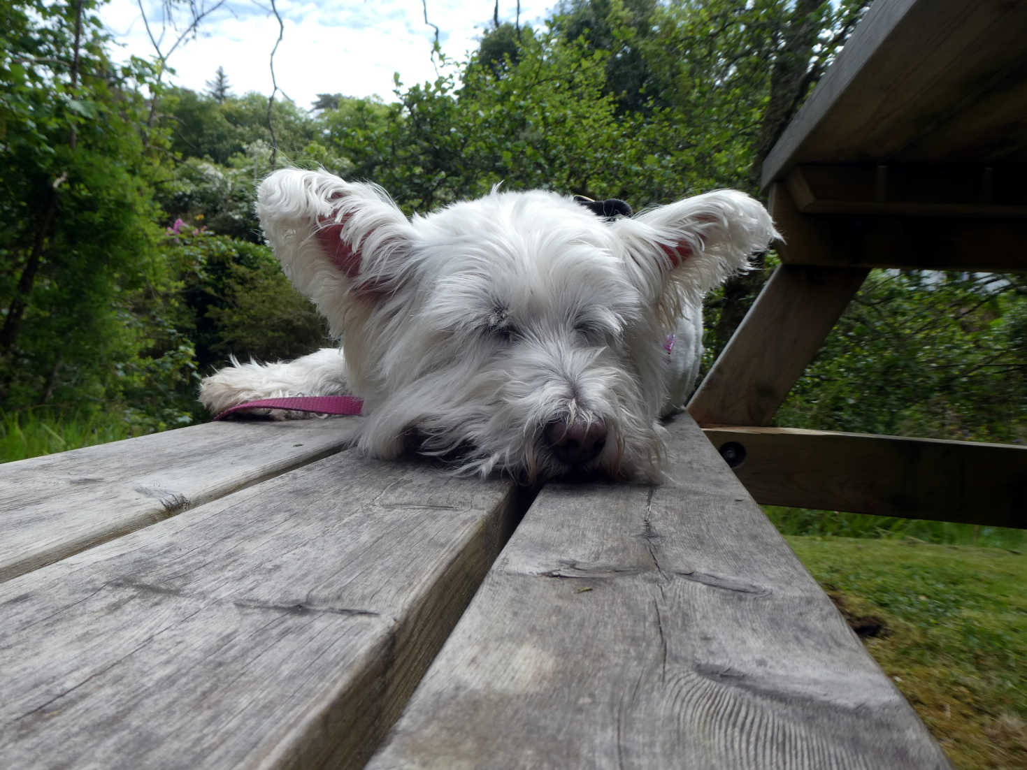 poppy the westie has a snooz waiting for lunch at the lagg inn