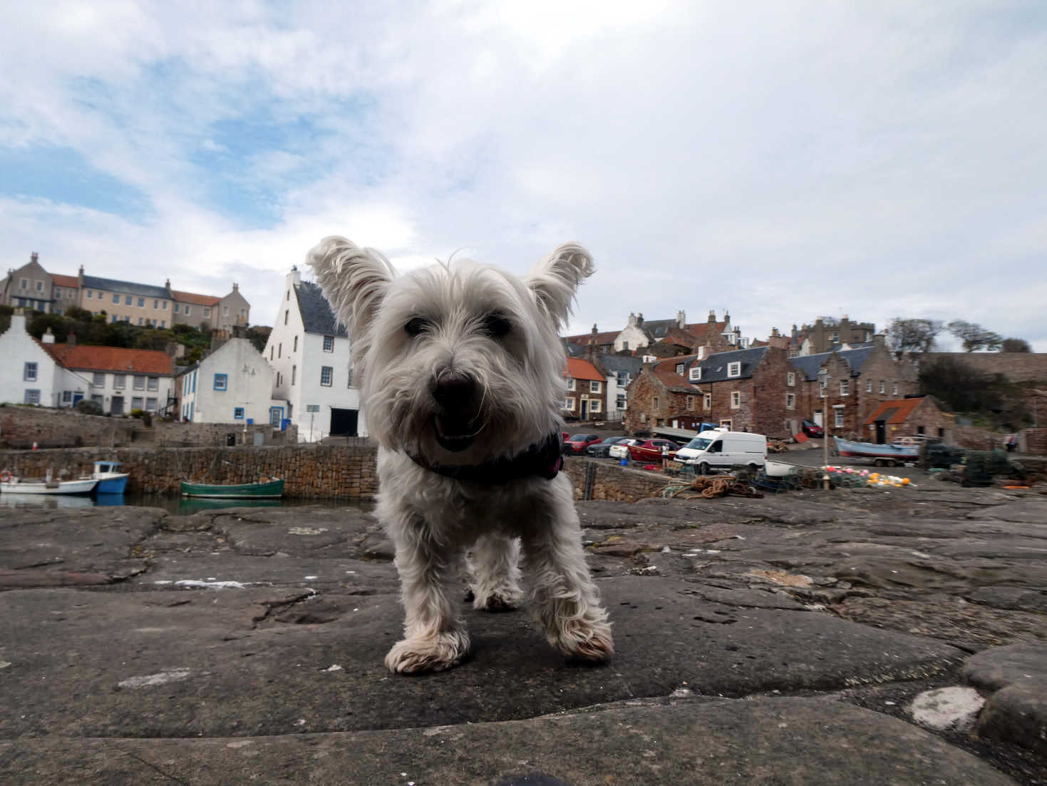 poppy the westie in crail harbour