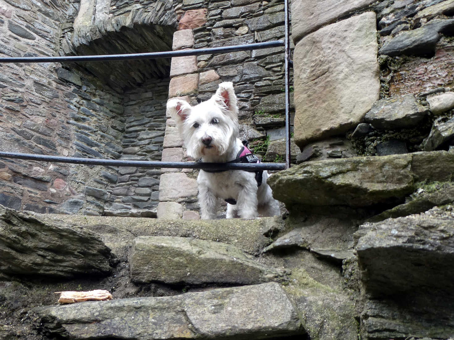 poppy the westie in lochranza castle