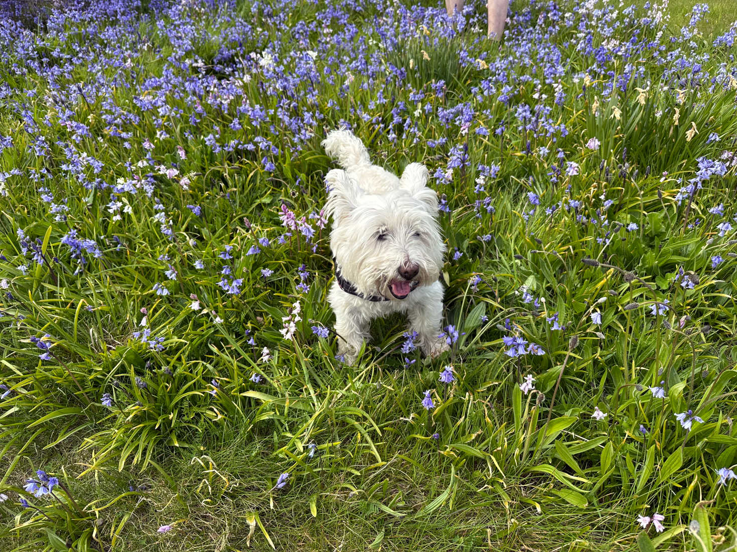 poppy the westie in the bluebells