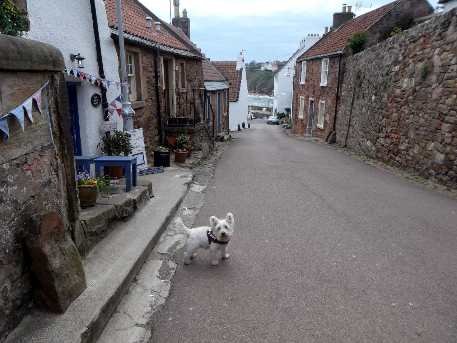 poppy the westie in the shoregate crail
