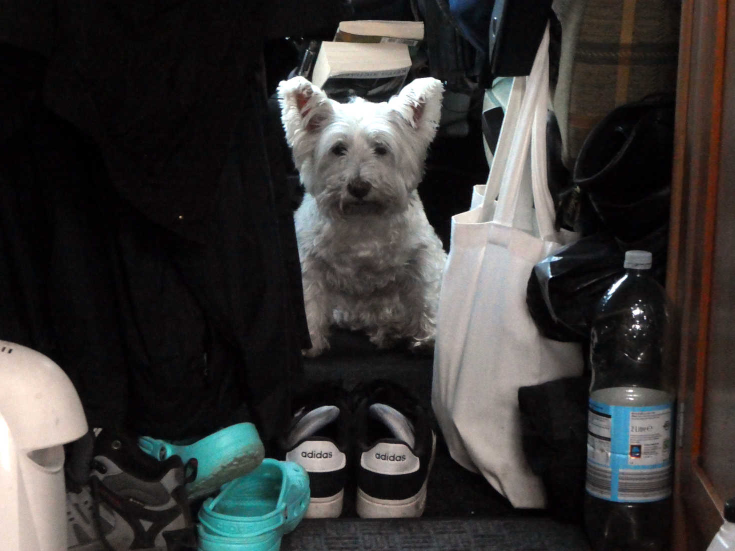 poppy the westie keeping gaurd