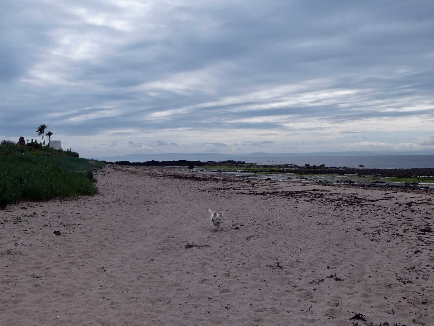 poppy the westie leaving camp at Kildonan