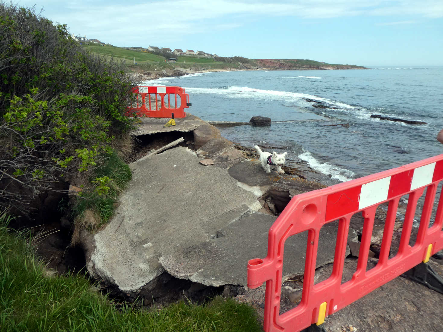poppy the westie navigates the costal path in crail