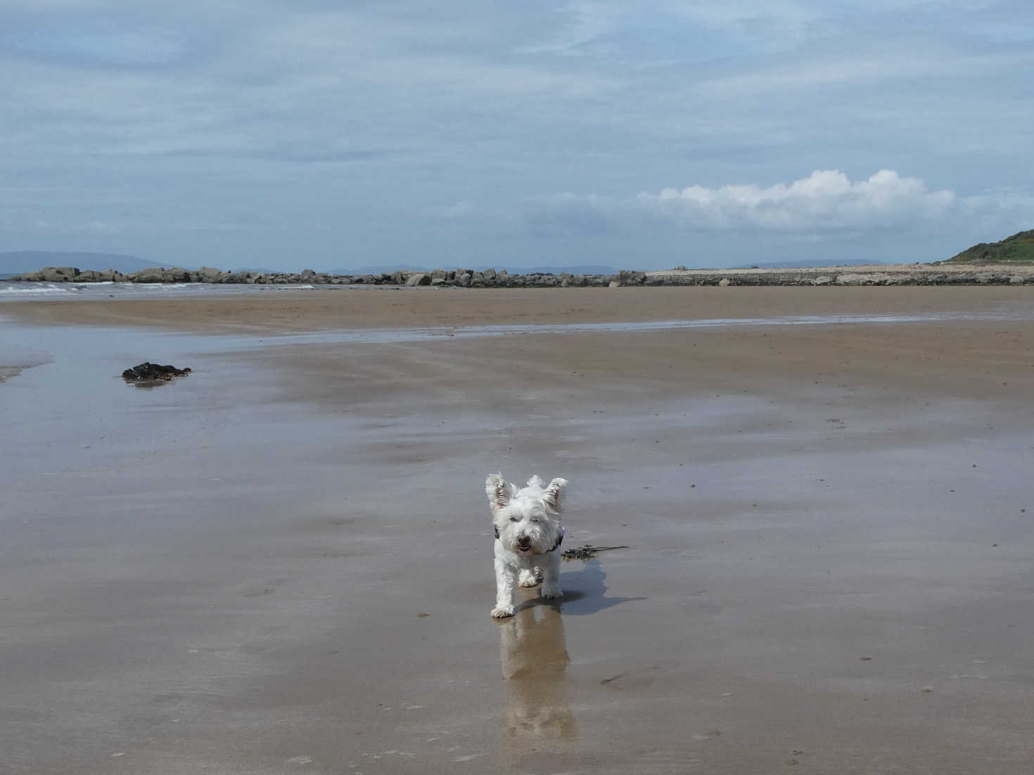 poppy the westie on lagg beach