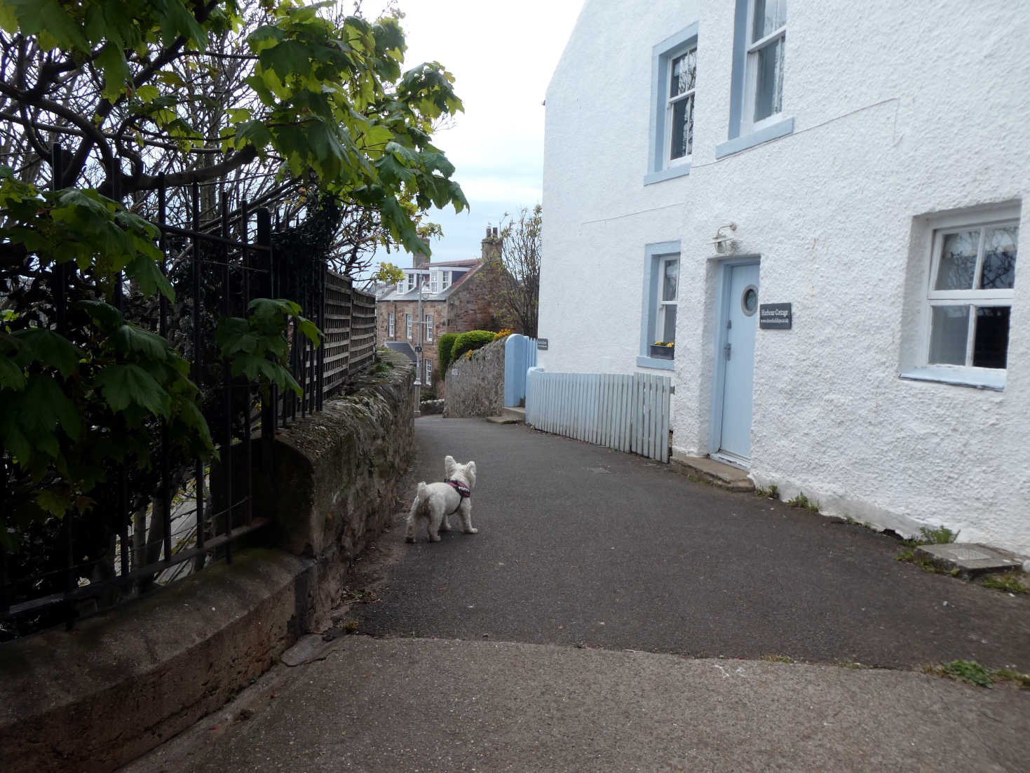 poppy the westie on the back streets of crail