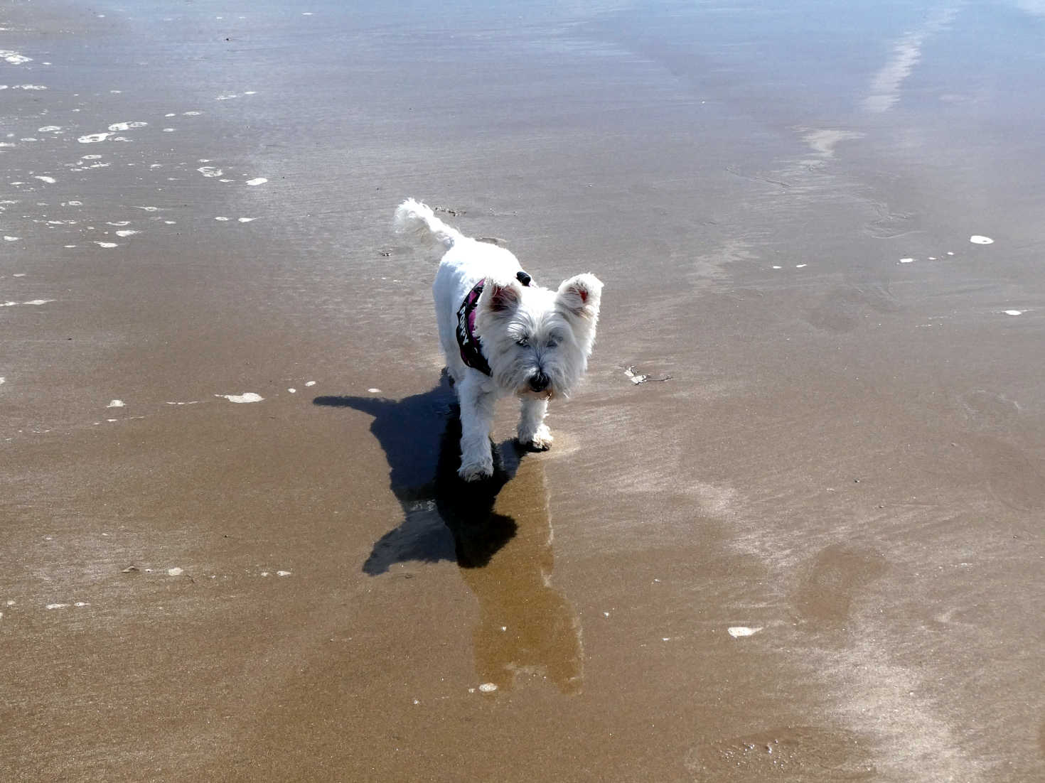 poppy the westie on the sand at lagg