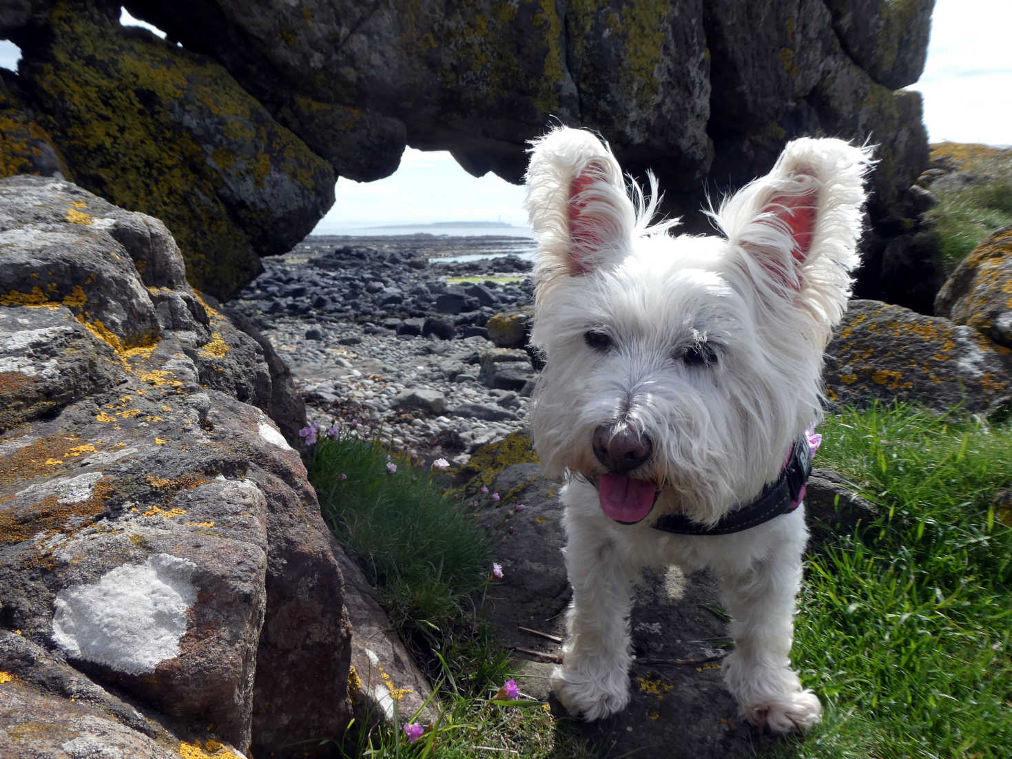 poppy the westie poses for a picky