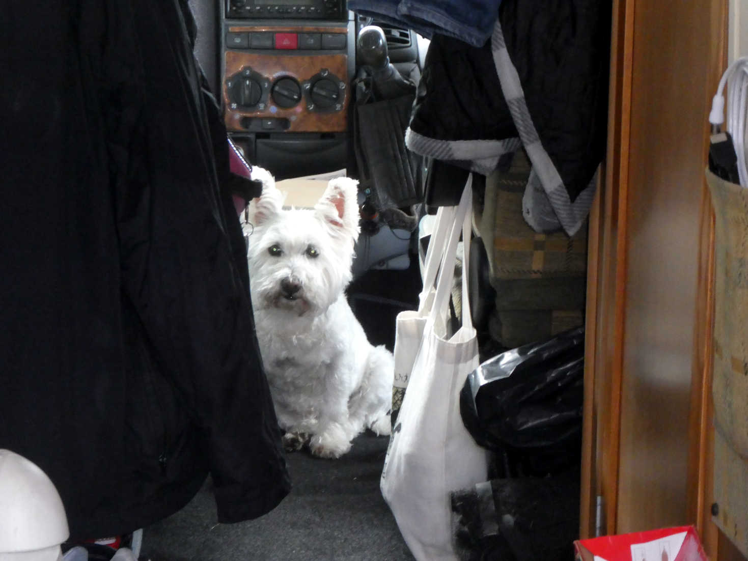 poppy the westie reaches lochranza