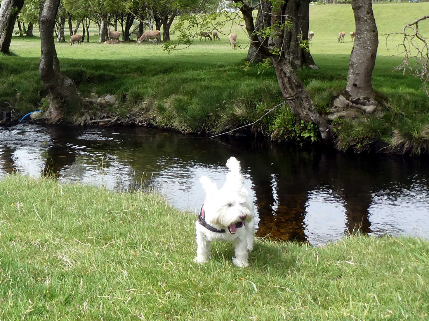 poppy the westie smells the deer at lochranza