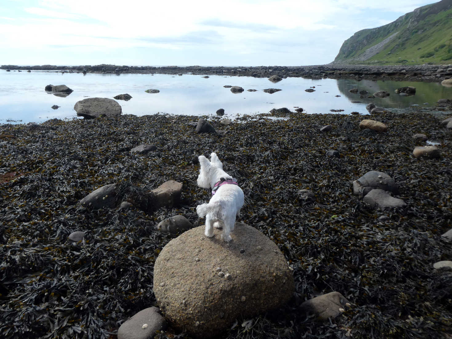 poppy the westie spots a sealmonster