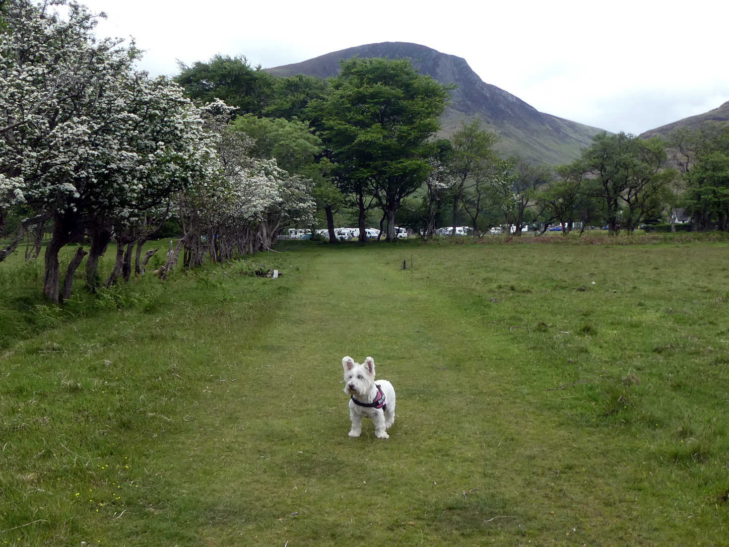 poppy the westie still cant see the deersees