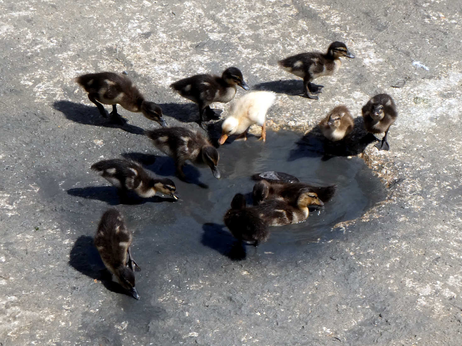 ducklings at Xlendi