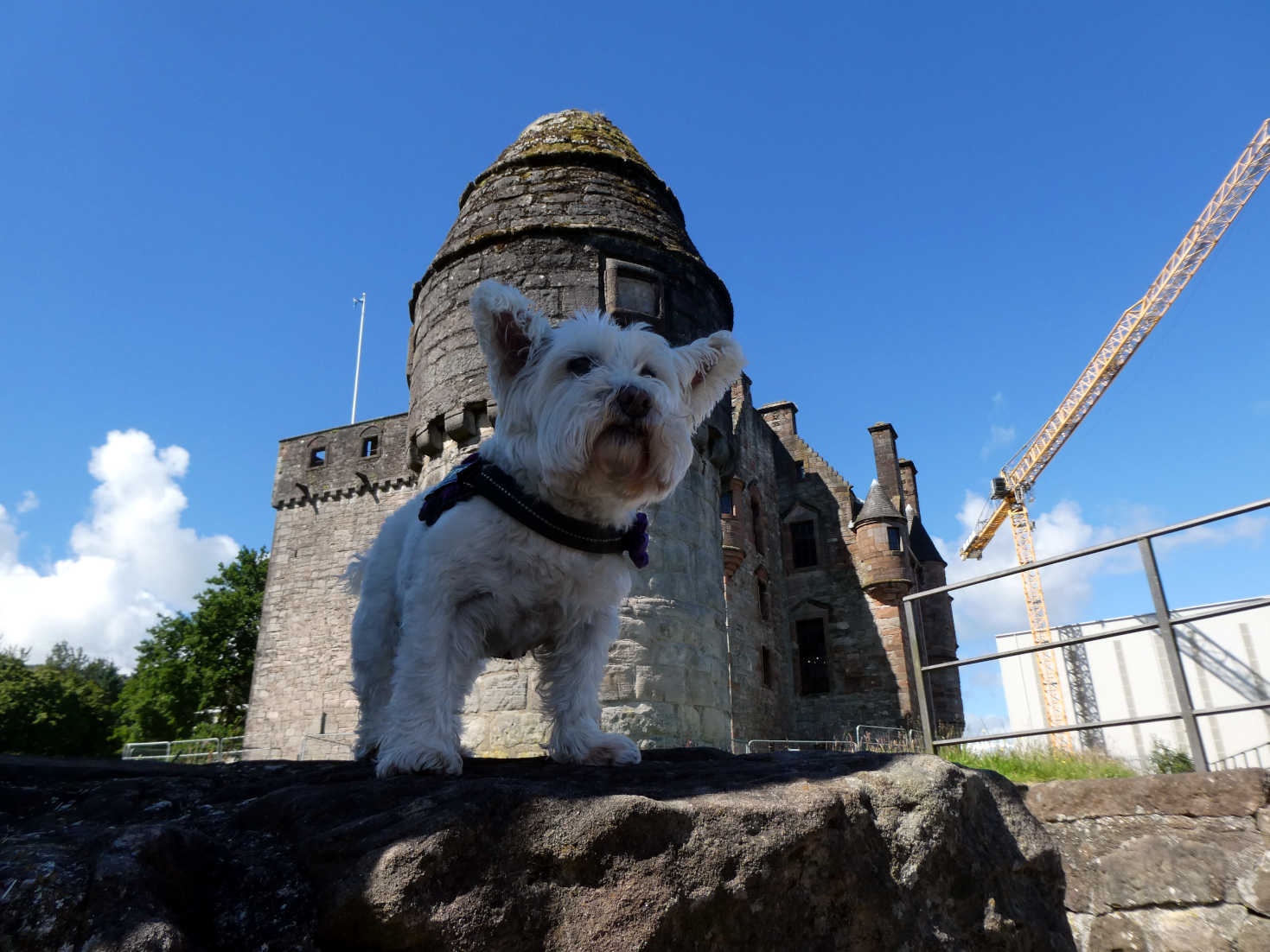 poppy the westie at Newark Castle