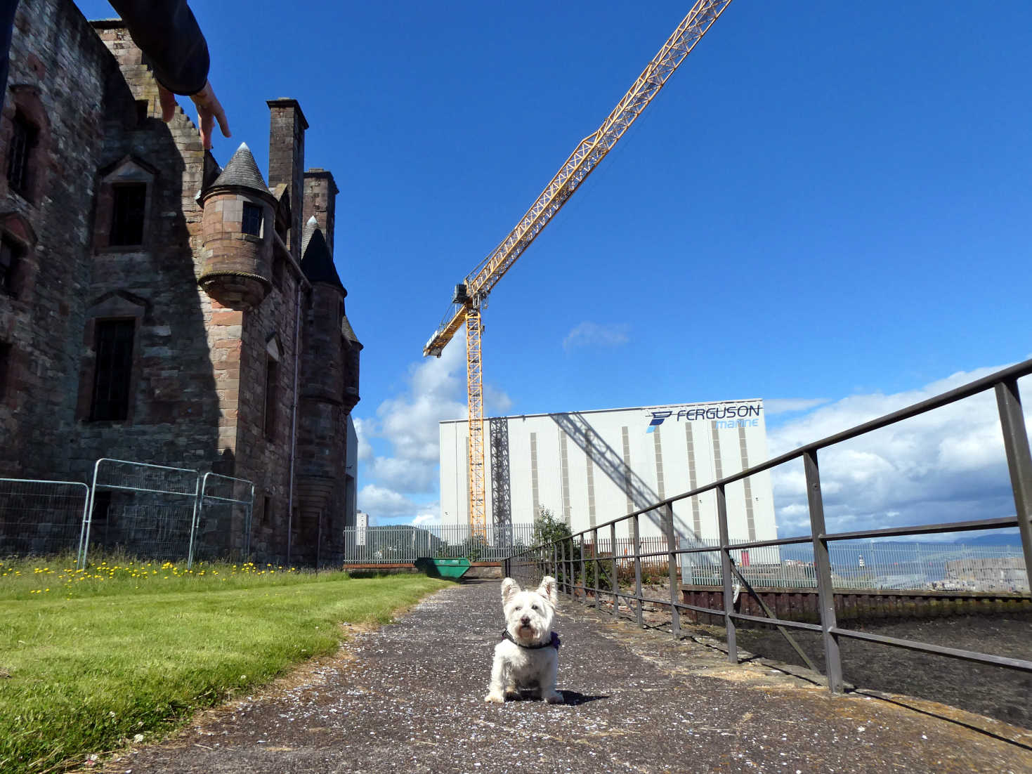 poppy the westie at ferguson marine