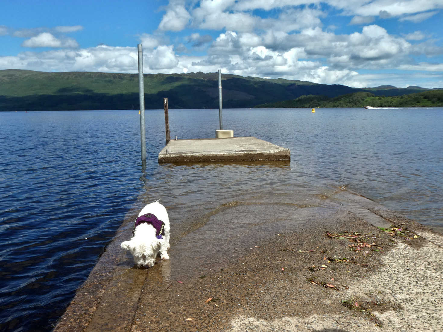 poppy the westie cooling down at the wee luss jetty