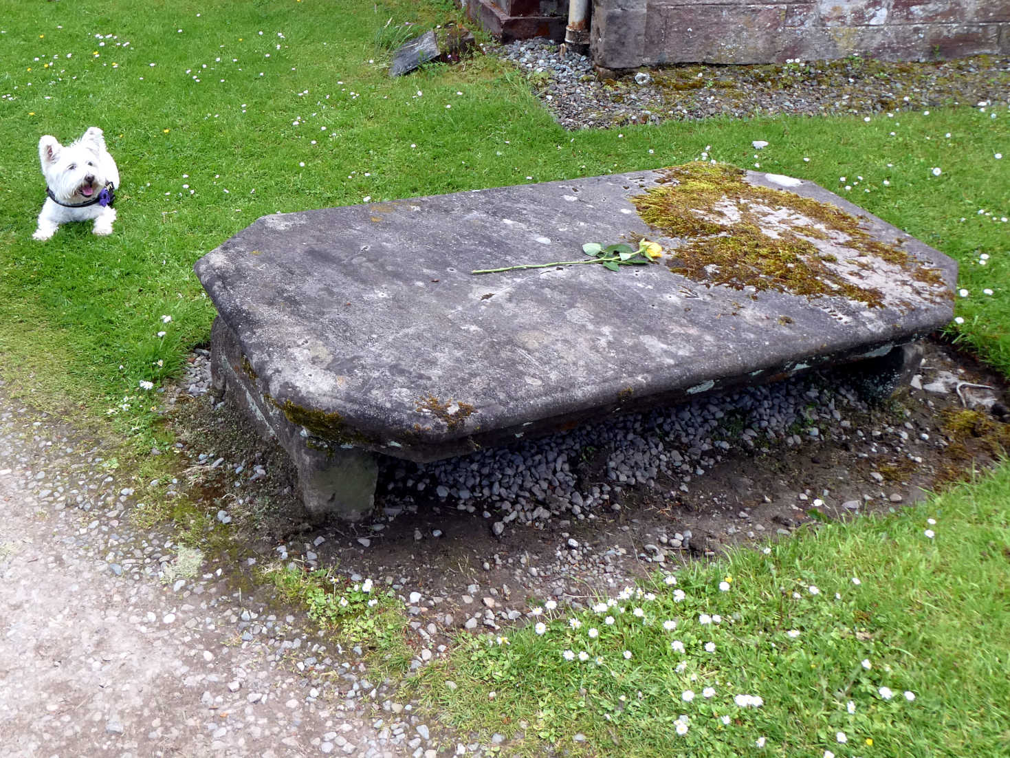 poppy the westie in Luss Churchyard
