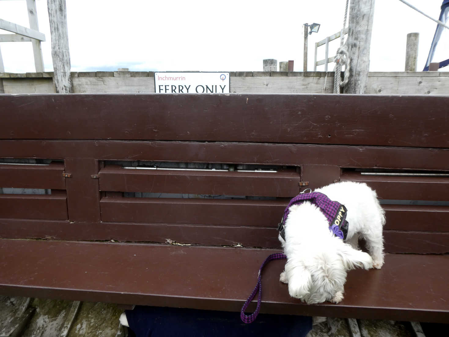 poppy the westie on the inchmurrin ferry