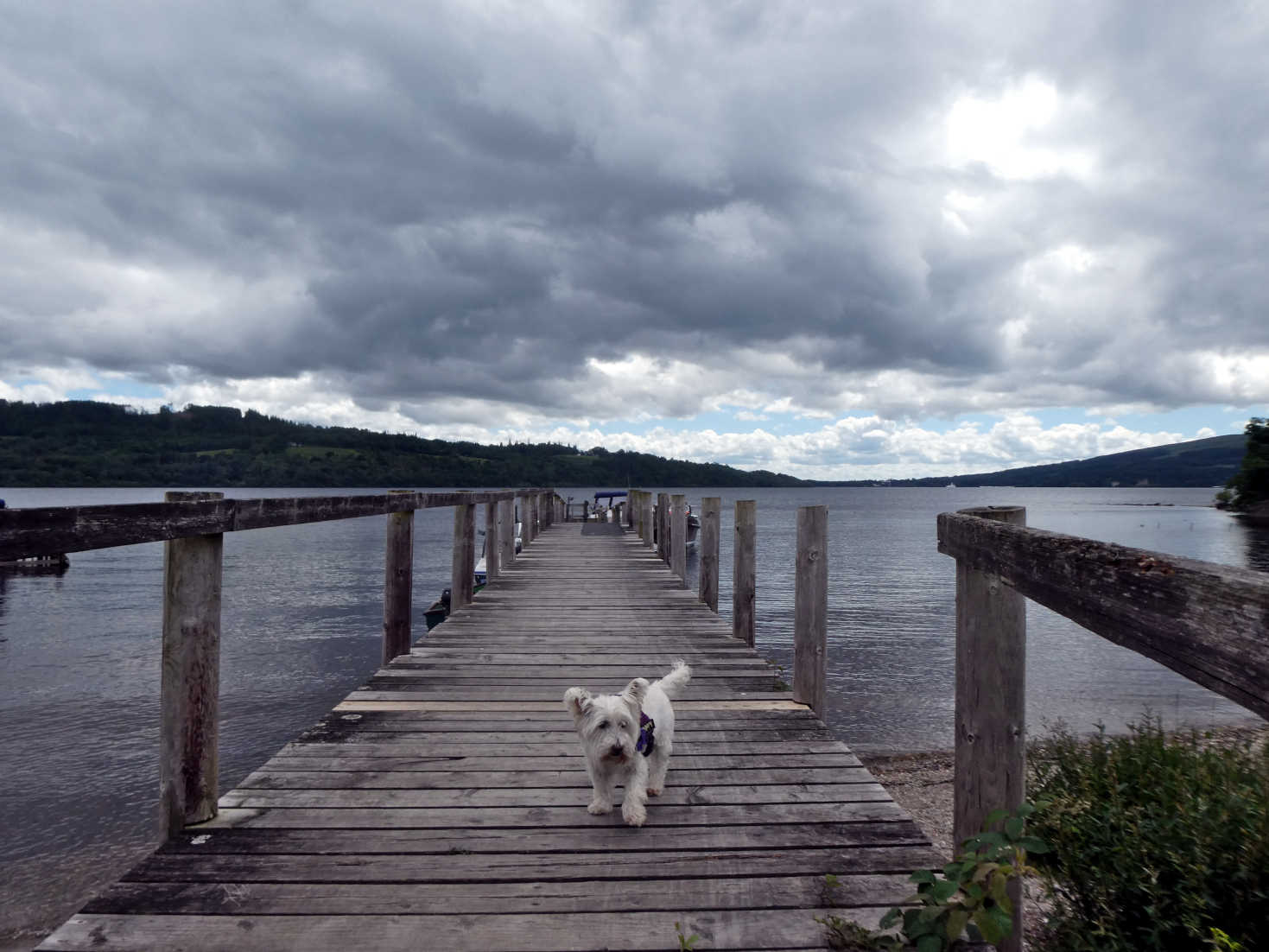 poppy the westie waiting for the ferry on inchmurrin