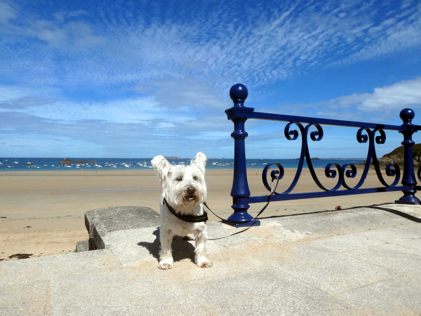 poppy the westie at Saint-Lunaire