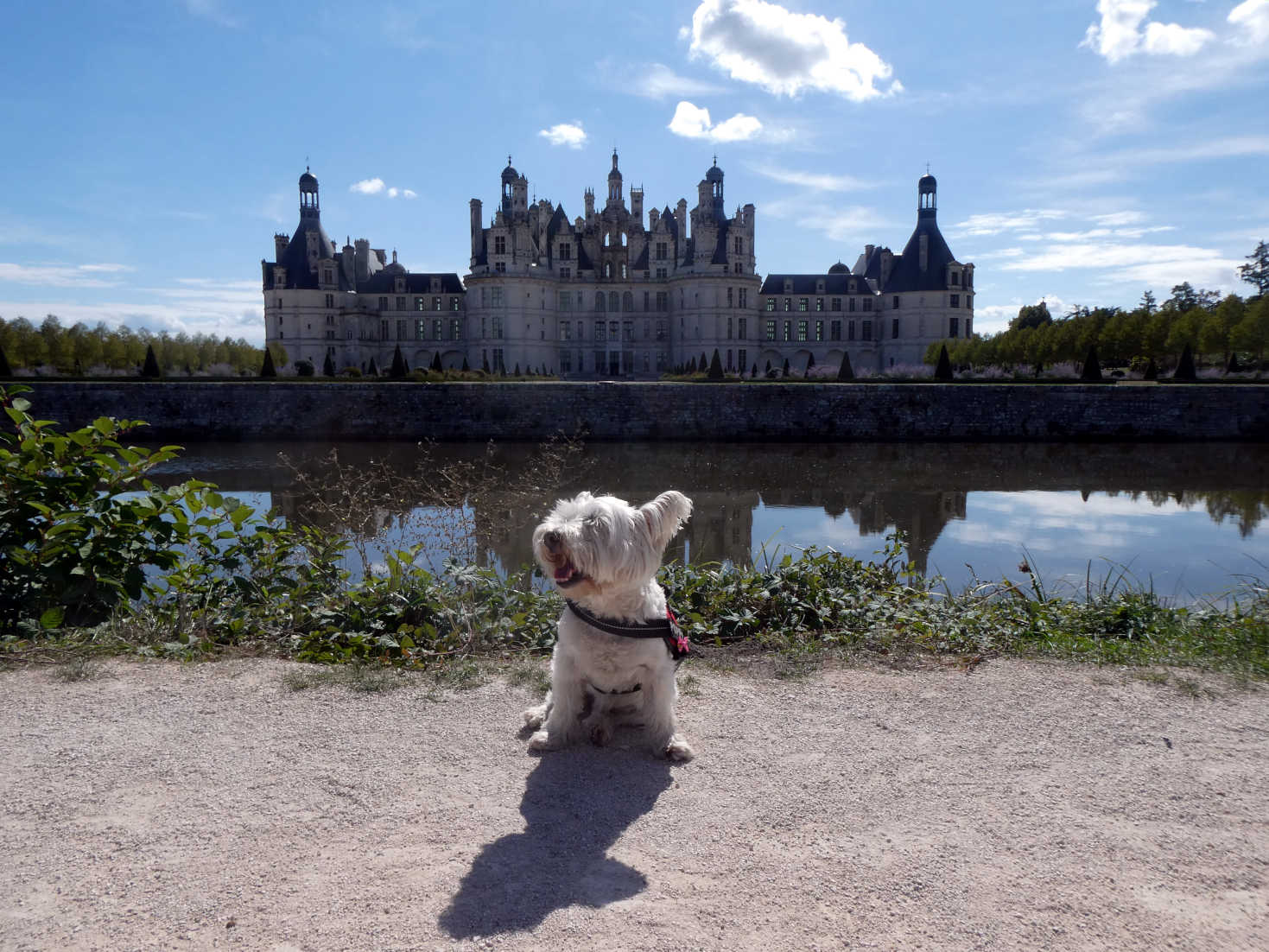 poppy the westie finds Château de Chambord