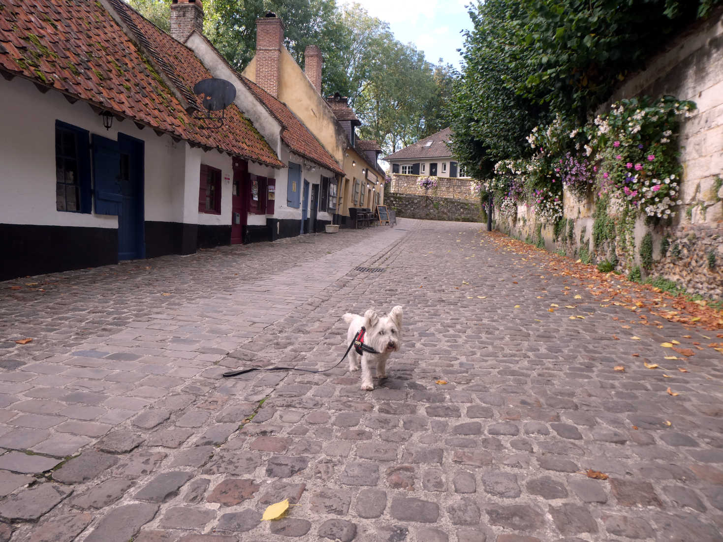 poppy the westie in Montreuil-sur-Mer